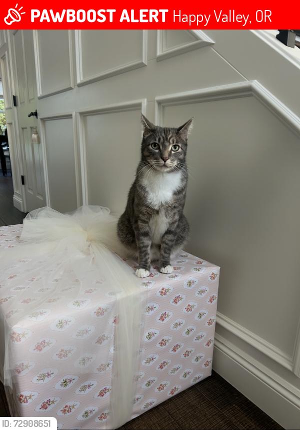 Lost Male Cat last seen Scouters Mountain apmts , Happy Valley, OR 97086
