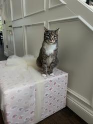 Lost Male Cat last seen Scouters Mountain apmts , Happy Valley, OR 97086