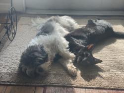 Reunited Female Dog last seen 13th street and 62nd Ave n, St. Petersburg, FL 33703