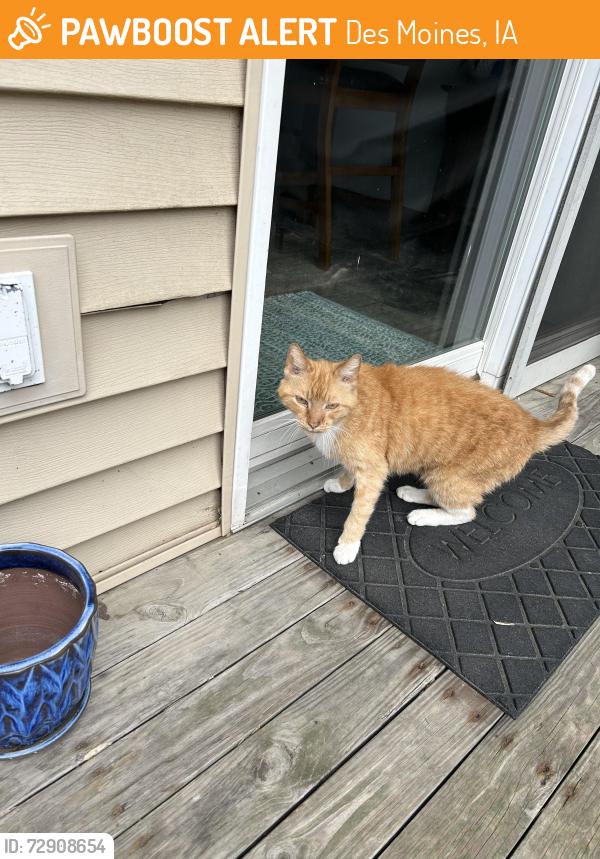 Found/Stray Unknown Cat last seen Near Hickman Rd, Des Moines, IA 50310