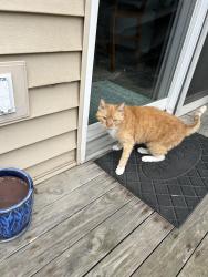 Found/Stray Unknown Cat last seen Near Hickman Rd, Des Moines, IA 50310