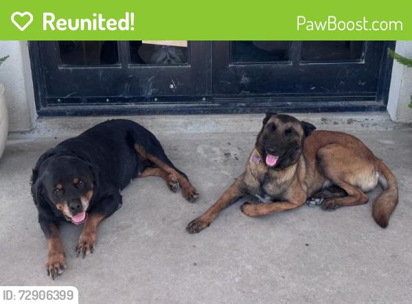 Reunited Female Dog last seen W Ansley and Brooks Greenline , San Antonio, TX 78221