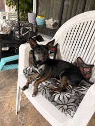 Found/Stray Female Dog last seen Lago Mar park, Miami, FL 33193