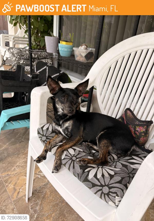 Found/Stray Female Dog last seen Lago Mar park, Miami, FL 33193