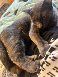 Lost Female Cat last seen Surrey Golf Course , Surrey, BC V4N 0J4