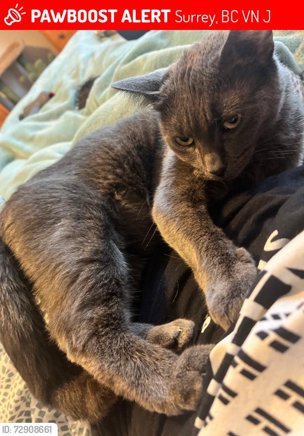Lost Female Cat last seen Surrey Golf Course , Surrey, BC V4N 0J4