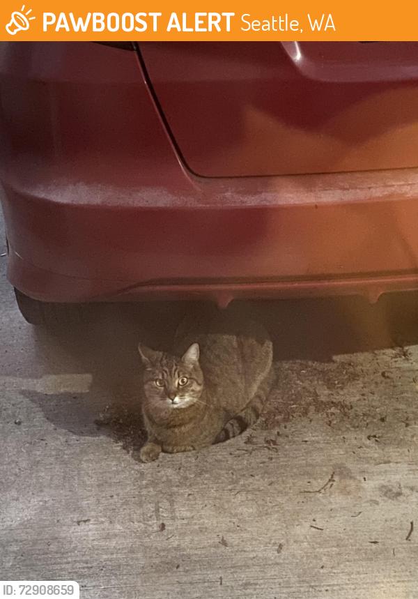 Found/Stray Unknown Cat last seen N 107th and densmore Ave , Seattle, WA 98133