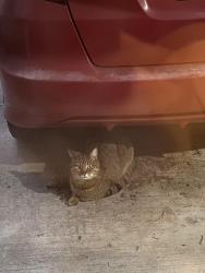 Found/Stray Unknown Cat last seen N 107th and densmore Ave , Seattle, WA 98133