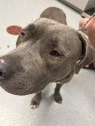 Shelter Stray Female Dog last seen Near , 2600 S Harding St, Indianapolis, IN 46221, USA