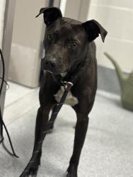 Shelter Stray Female Dog last seen Near , Indianapolis, IN 46221