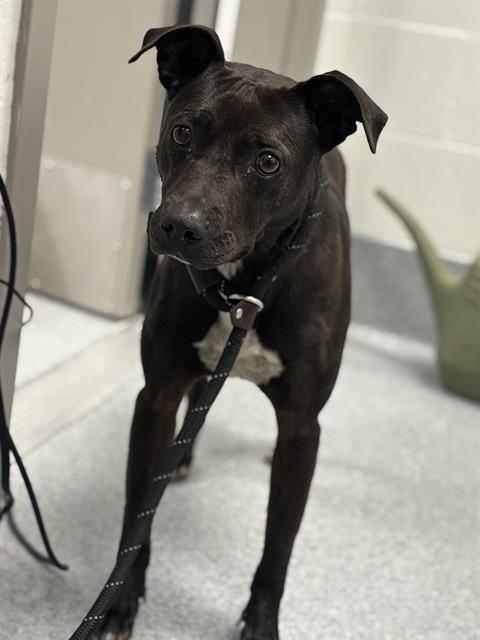 Shelter Stray Female Dog last seen Near , Indianapolis, IN 46221