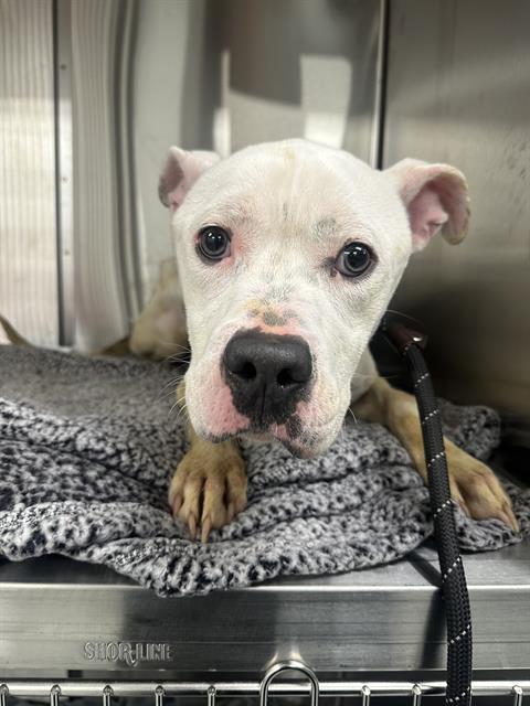 Shelter Stray Male Dog last seen Near , Indianapolis, IN 46221