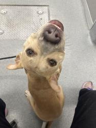 Shelter Stray Female Dog last seen Near , Indianapolis, IN 46221