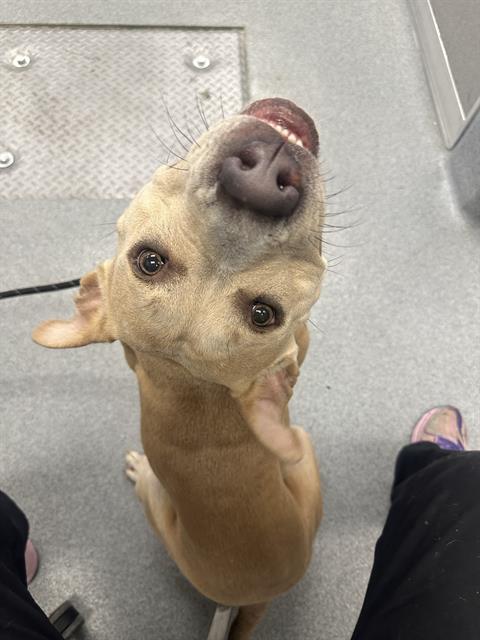 Shelter Stray Female Dog last seen Near , Indianapolis, IN 46221