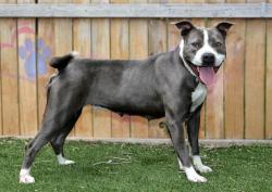 Shelter Stray Female Dog last seen Near BLOCK S SUNSTONE RD, Salt Lake City, UT 84120