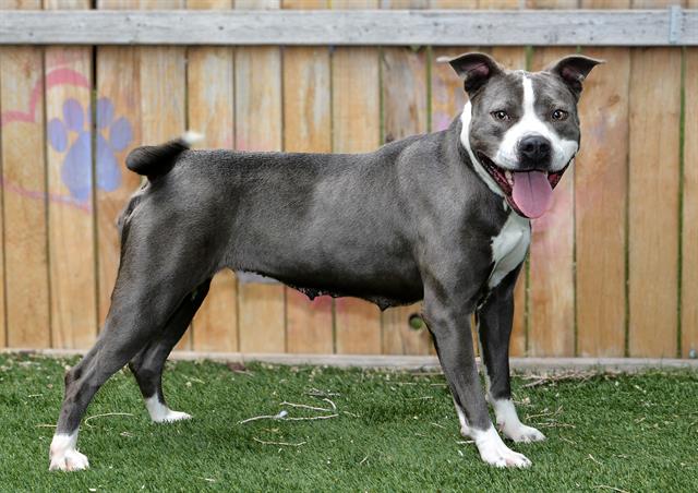Shelter Stray Female Dog last seen Near BLOCK S SUNSTONE RD, 4522 W 3500 S, West Valley City, UT 84120, USA
