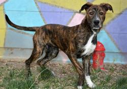 Shelter Stray Male Dog last seen Near BLOCK W MEADOWBROOK DR, WEST VALLEY CITY UT 84119, Salt Lake City, UT 84120