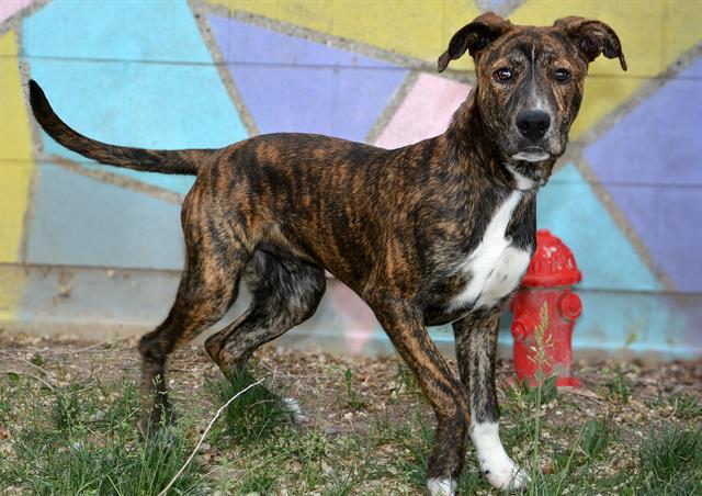 Shelter Stray Male Dog last seen Near BLOCK W MEADOWBROOK DR, WEST VALLEY CITY UT 84119, 4522 W 3500 S, West Valley City, UT 84120, USA