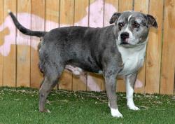 Shelter Stray Male Dog last seen Near BLOCK W CAPE RIDGE LN, WEST VALLEY CITY UT 84128, Salt Lake City, UT 84120