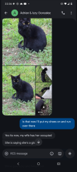 Reunited Female Cat last seen Near Estallo Way, Maxwell, TX 78656