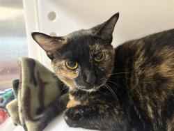 Shelter Stray Female Cat last seen Near BLOCK W DOUGLAS AVE, Milwaukee, WI 53215