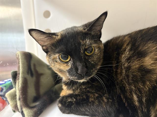 Shelter Stray Female Cat last seen Near BLOCK W DOUGLAS AVE, Milwaukee, WI 53215