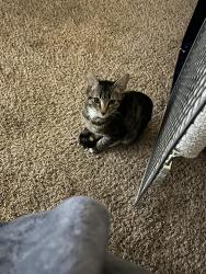 Lost Male Cat last seen harvest valley 89129, Las Vegas, NV 89129