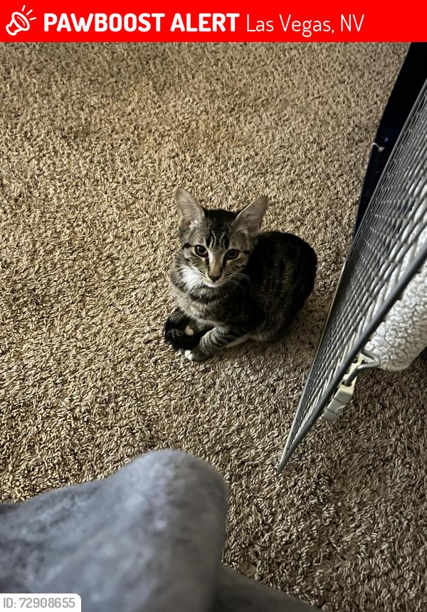 Lost Male Cat last seen harvest valley 89129, Las Vegas, NV 89129