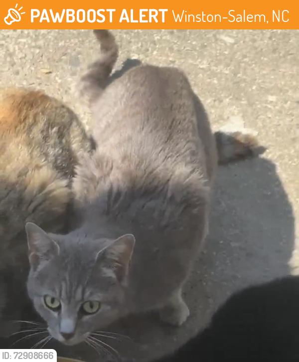 Found/Stray Unknown Cat last seen Hondo and attwood, Winston-Salem, NC 27103