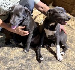 Found/Stray Male Dog last seen B Rd. and Morrow Ct., Oakville, CT 06779