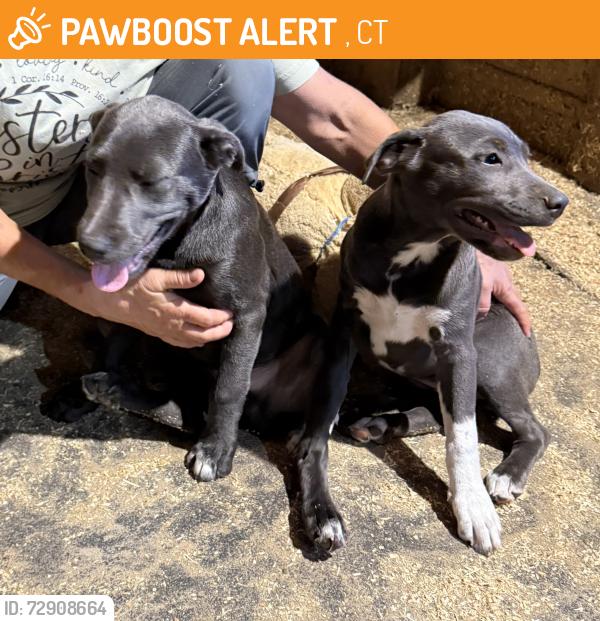 Found/Stray Male Dog last seen B Rd. and Morrow Ct., Oakville, CT 06779