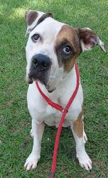 Shelter Stray Male Dog last seen Near BLOCK SALEM, N LAUDERDALE FL 33068, Davie, FL 33312