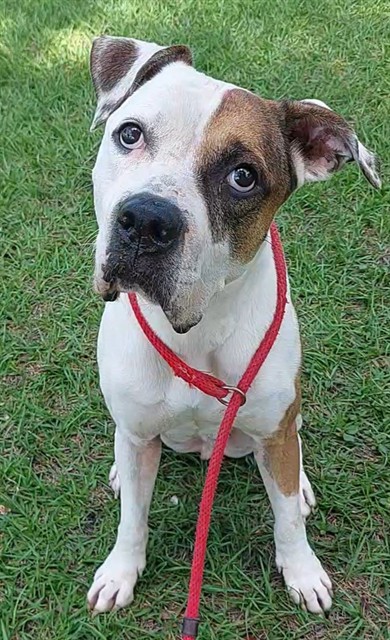 Shelter Stray Male Dog last seen Near BLOCK SALEM, N LAUDERDALE FL 33068, Davie, FL 33312