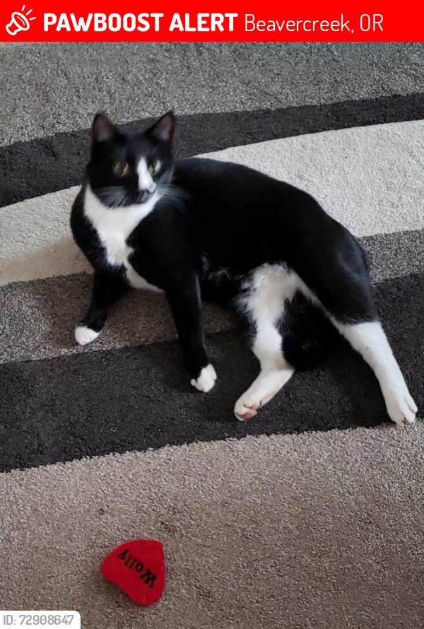 Lost Male Cat last seen Leland and S Leslie Ave , Beavercreek, OR 97004