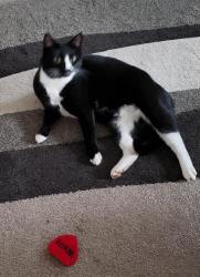 Lost Male Cat last seen Leland and S Leslie Ave , Beavercreek, OR 97004