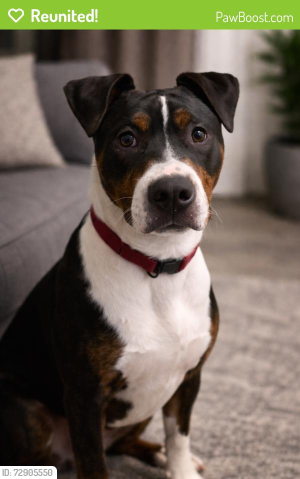 Reunited Male Dog last seen Romaine Creek near St Vincent Cemetery & Stillwater Woods Dr, Fenton, MO 63026