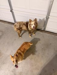 Reunited Unknown Dog last seen E37th and 145th, Tulsa, OK 74134
