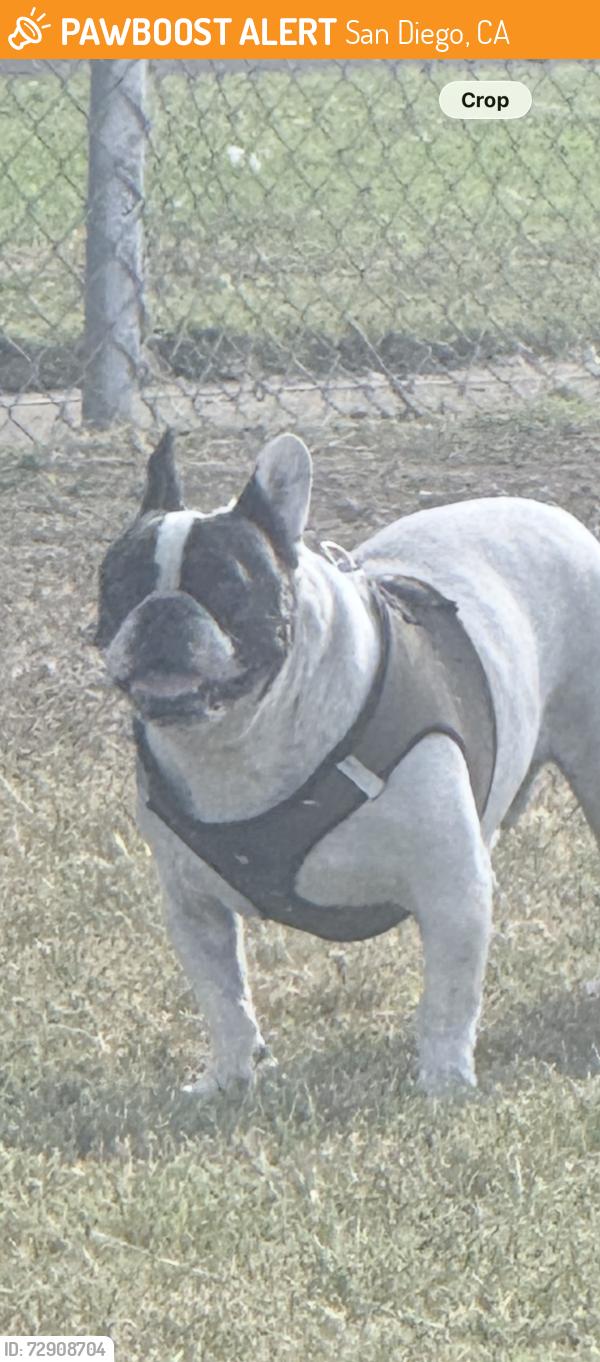 Found/Stray Male Dog last seen Skyline Dr., San Diego, CA 92114