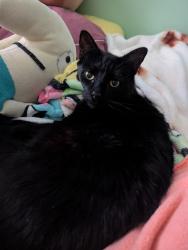 Reunited Male Cat last seen Near Fairview Street, Manchester, NH 03102