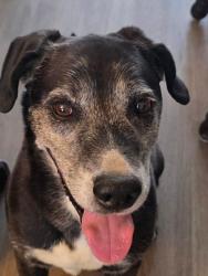 Reunited Male Dog last seen Cleveland Springs, Johnston County, NC 27529