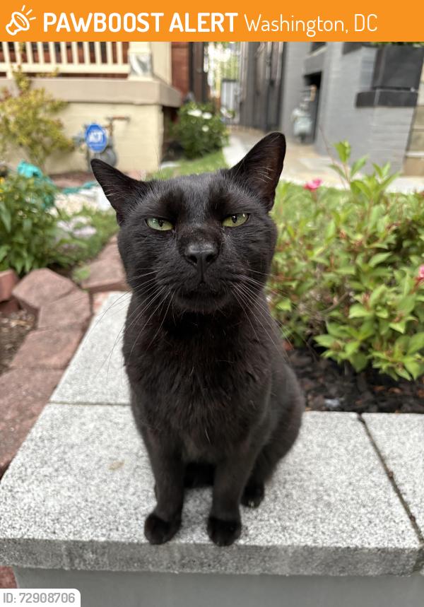 Found/Stray Unknown Cat last seen 1st St NW and N Capitol NW, Washington, DC 20001