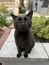 Found/Stray Unknown Cat last seen 1st St NW and N Capitol NW, Washington, DC 20001