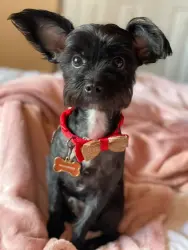 Lost Female Dog last seen Bridgeport , Bridgeport, CT 06610