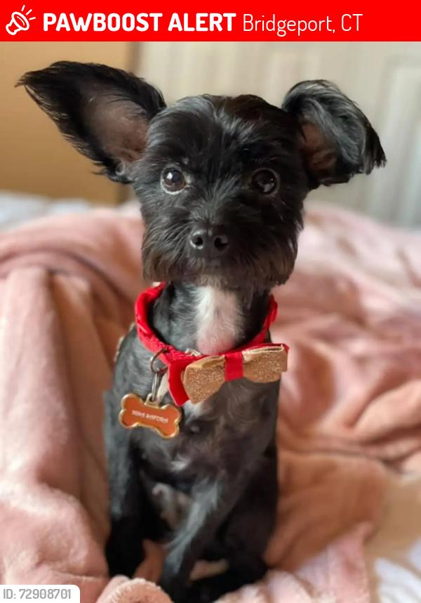 Lost Female Dog last seen Bridgeport , Bridgeport, CT 06610