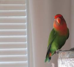 Lost Male Bird last seen Rue Airlie & Avenue 80e, Montréal, QC H8R 2A8