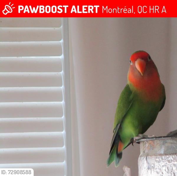 Lost Male Bird last seen Rue Airlie & Avenue 80e, Montréal, QC H8R 2A8