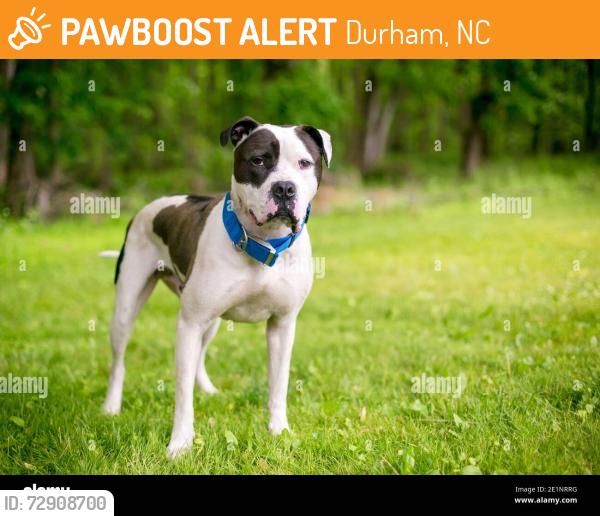 Found/Stray Male Dog last seen Operations Drive, between Hillsborough Rd and Bennet Memorial, Durham, NC 27705