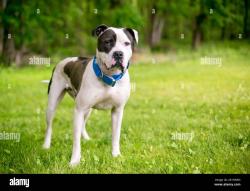 Found/Stray Male Dog last seen Operations Drive, between Hillsborough Rd and Bennet Memorial, Durham, NC 27705