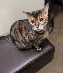 Reunited Male Cat last seen Yaphank and Sill Road, Middle Island, NY 11953