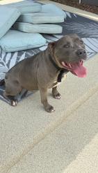 Found/Stray Male Dog last seen Woodshire Subdivision off Stella Link, Houston, TX 77025, Houston, TX 77025